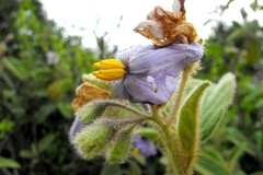 Solanum stupefactum