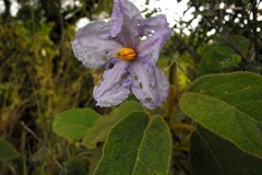 Solanum stupefactum
