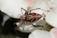 Oxyopes amoenus
