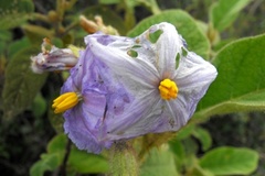Solanum stupefactum