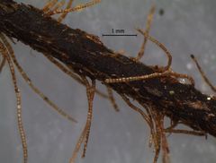 Hymenophyllum scabrum