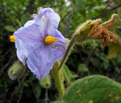 Solanum stupefactum