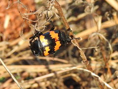 Nicrophorus mexicanus