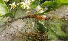 Yponomeuta evonymella
