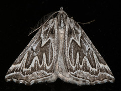 Plataea californiaria