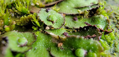 Asterella tenella