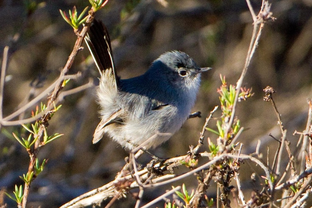California Gnatcatcher (Birds of Los Angeles) · iNaturalist