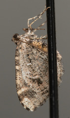 Stamnodes albiapicata