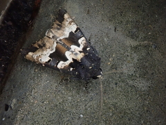 Phlogophora albovittata