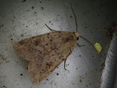 Diarsia deparca