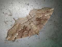 Xerodes rufescentaria