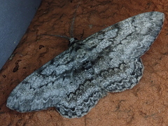 Hypomecis roboraria displicens