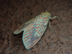 Barsine striata