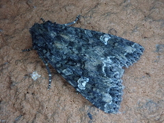 Mamestra brassicae