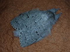 Cnethodonta grisescens