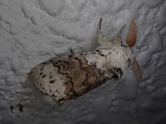 Calliteara pseudabietis