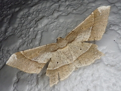 Krananda latimarginaria