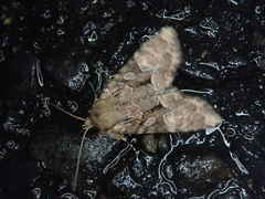 Apamea hampsoni