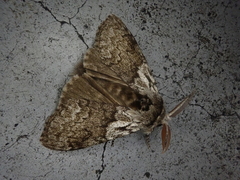 Calliteara argentata