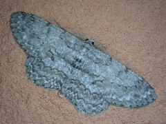 Hypomecis punctinalis