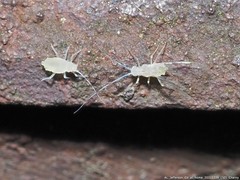 Takecallis arundinariae