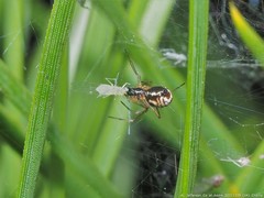 Takecallis arundinariae
