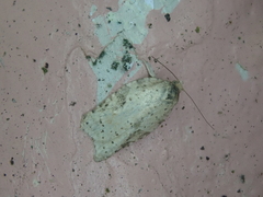 Acleris affinatana