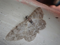 Protoboarmia faustinata