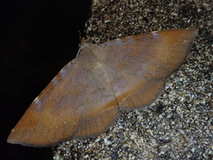 Mecodina nubiferalis