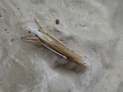 Crambus argyrophorus