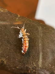 Forficula auricularia