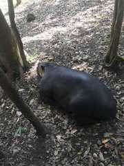 Tapirus