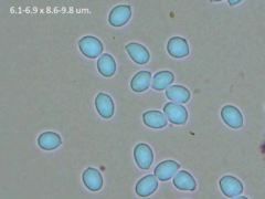Corticium roseocarneum