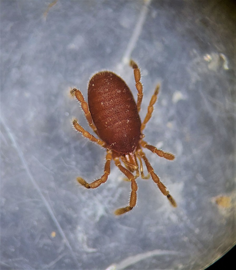 Neosiro exilis