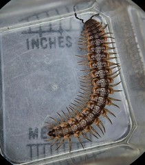 Pseudopolydesmus collinus