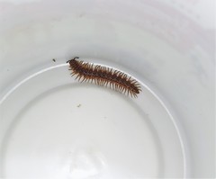 Pseudopolydesmus collinus