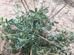 Ebenus pinnata