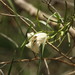 Eremophila bignoniiflora - Photo (c) baronsamedi, alguns direitos reservados (CC BY-ND), uploaded by baronsamedi
