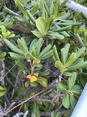 Pittosporum tobira