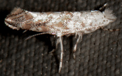 Cameraria hamadryadella