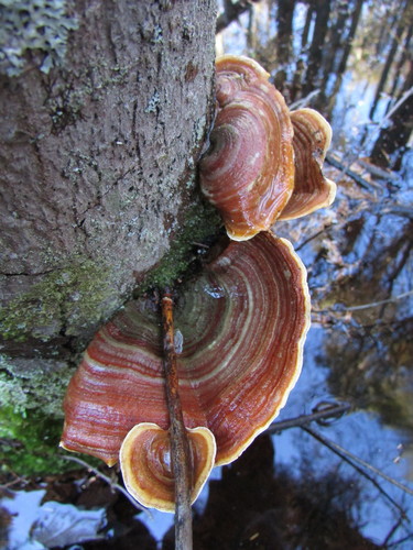 False Turkeytail