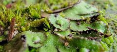 Asterella tenella