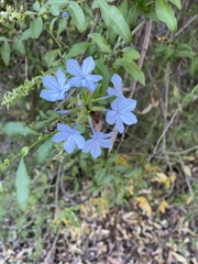 Plumbago auriculata