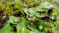 Asterella tenella
