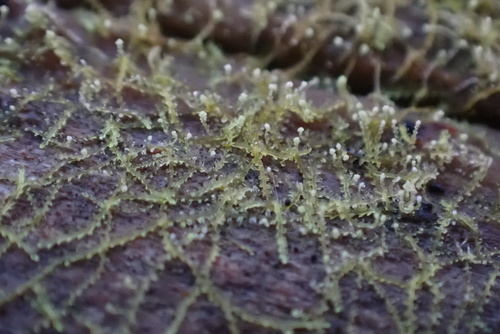 Fuscocephaloziopsis connivens