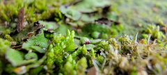 Asterella tenella