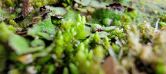 Asterella tenella