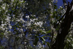 Prostanthera lasianthos