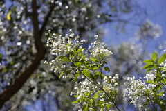 Prostanthera lasianthos