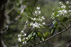 Prostanthera lasianthos